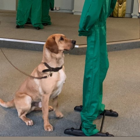 prison-dog-image-202_20220708-135014_1