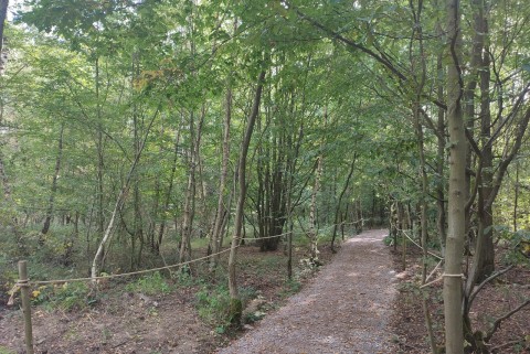 Woodland-walk