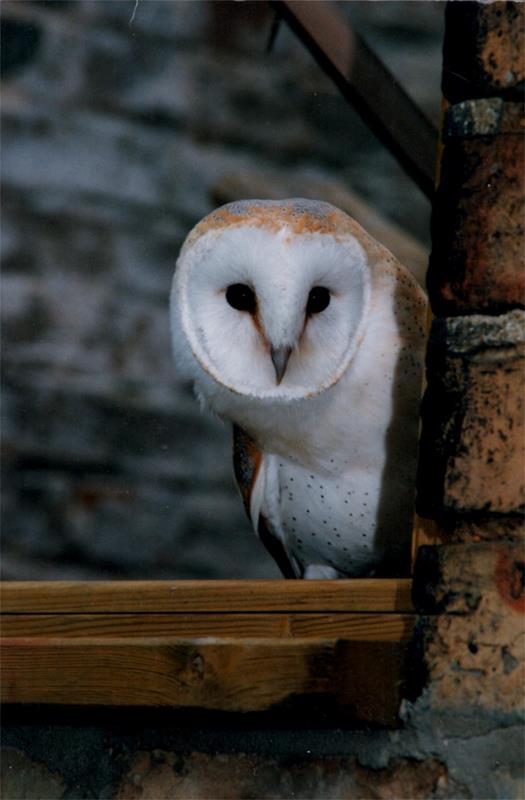 The Raptor Foundation - Third Image