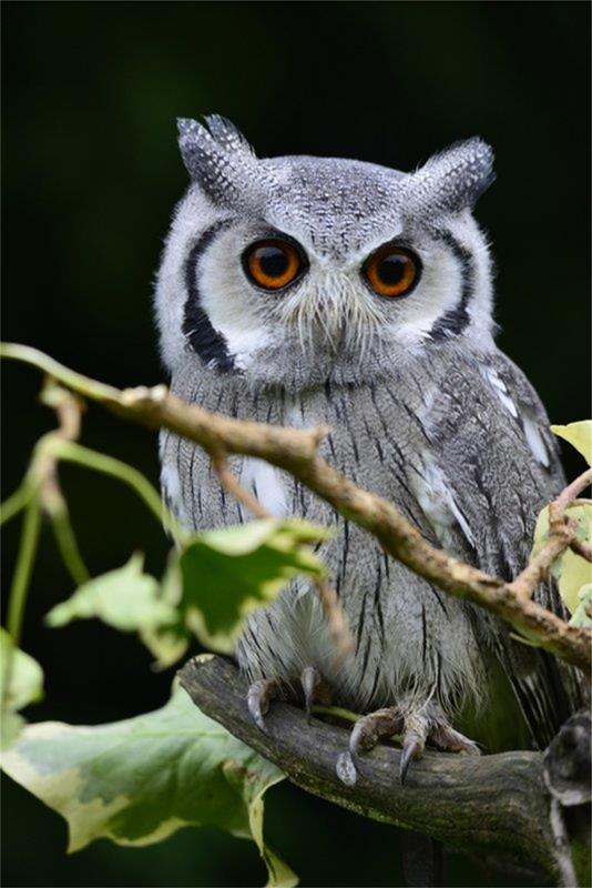 The Raptor Foundation - Forth Image