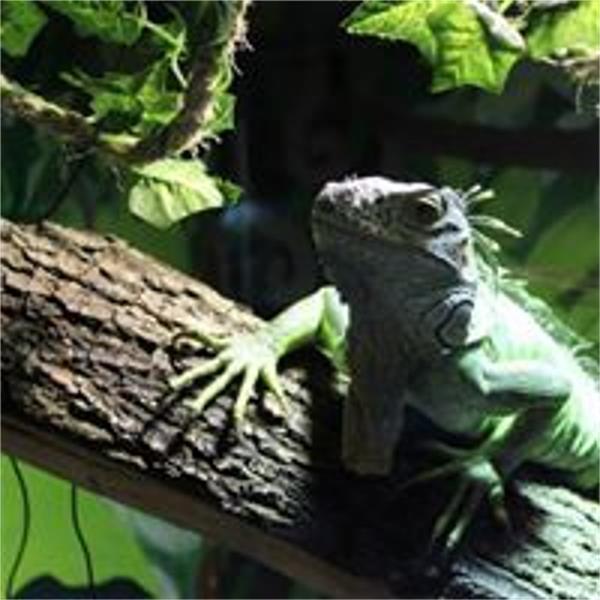 The Raptor Foundation - Main Image