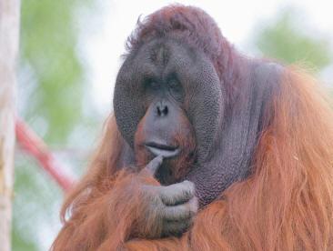 Monkey World Ape Rescue Centre Dorset - Main Image