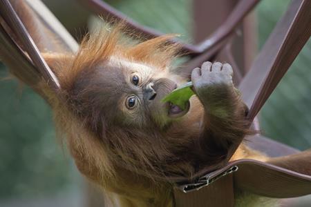 Monkey World Ape Rescue Centre Dorset - Third Image