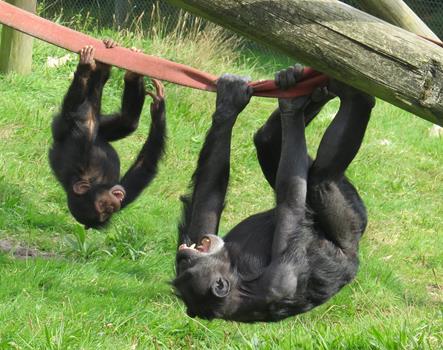 Monkey World Ape Rescue Centre Dorset - Forth Image