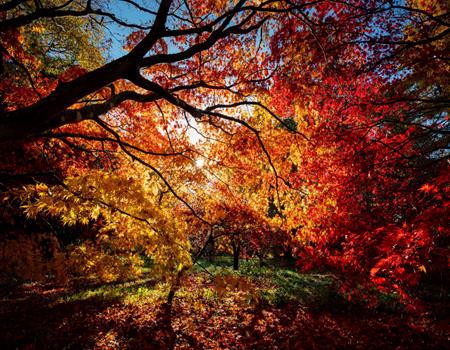 Westonbirt National Arboretum Gloucestershire - Second Image Westonbirt National Arboretum Gloucestershire - Second Image