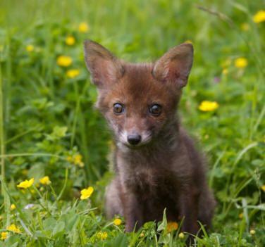 St Tiggywinkles Wildlife Hospital Buckinghamshire - Second Image