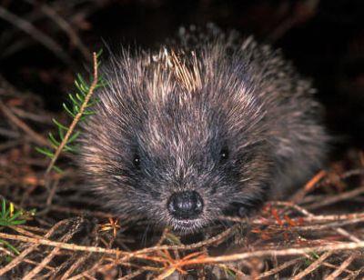 St Tiggywinkles Wildlife Hospital Buckinghamshire - Main Image