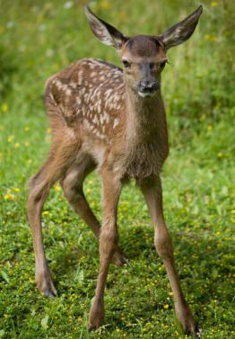 St Tiggywinkles Wildlife Hospital Buckinghamshire - Third Image
