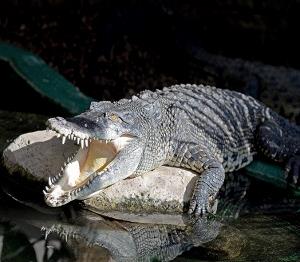 Crocodiles of the World Zoo Oxfordshire - Second Image
