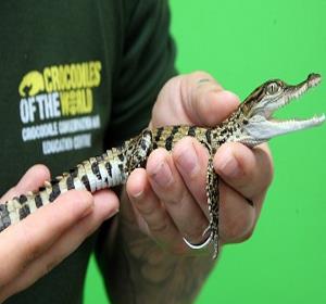 Crocodiles of the World Zoo Oxfordshire - Third Image
