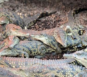 Crocodiles of the World Zoo Oxfordshire - Forth Image