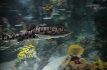 Bristol Aquarium - Forth Image Bristol Aquarium - Forth Image