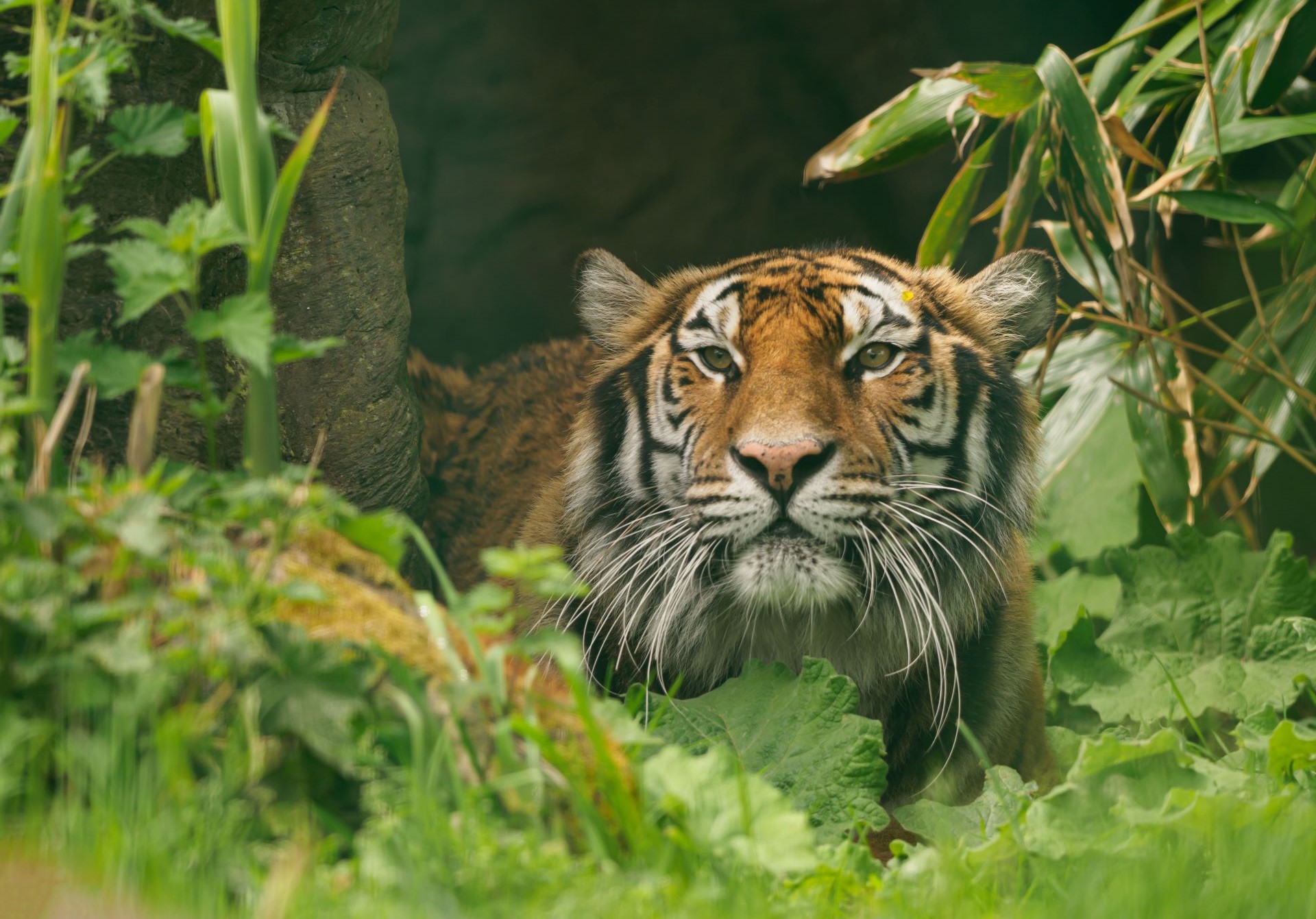 Wildheart Animal Sanctuary - Main Image