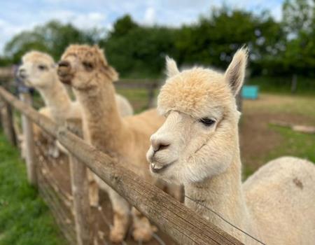 Fairytale Farm Visitor Attraction Oxfordshire - Forth Image