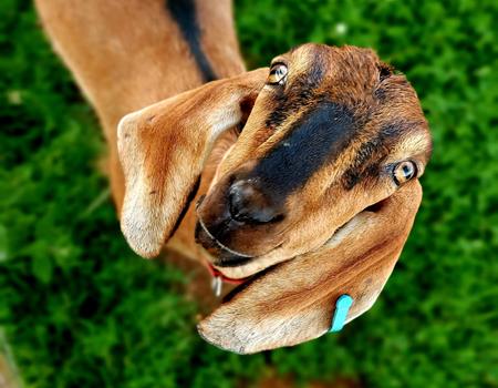 Fairytale Farm Visitor Attraction Oxfordshire - Second Image