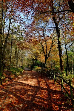 Ingleborough Cave & Ingleborough Estate Nature Trail Yorkshire Dales - Forth Image