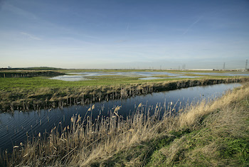 RSPB Rainham Marshes Nature Reserve - Main Image