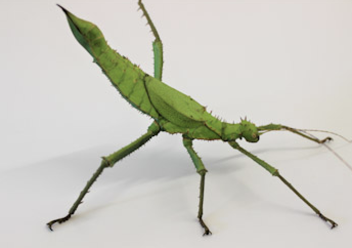 The Bug Parc Educational Zoo Norfolk - Main Image The Bug Parc Educational Zoo Norfolk - Main Image