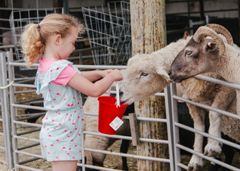 Cholderton Rare Breeds Farm Park and Animal Experiences Salisbury, Wiltshire - Forth Image