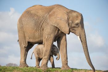 Howletts Wild Animal Park Kent - Main Image