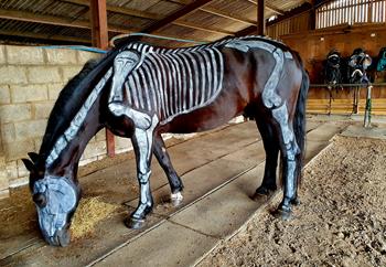 Rein and Shine Equestrian Centre - Main Image